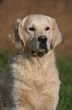 GOLDEN RETRIEVER 1055